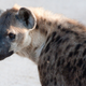 Illustration for article titled Hyenas may be using bacteria to communicate